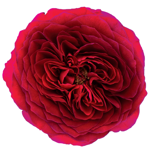 Flawless Wedding Rose