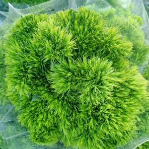 dianthus kiwi mellow