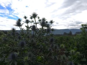 eryngium anita