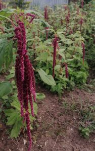 hanging amaranthus