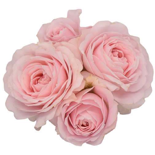 Fragrant Garden Rose