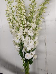 delphiniums