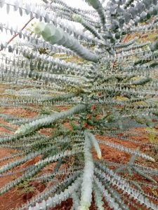 eucalyptus