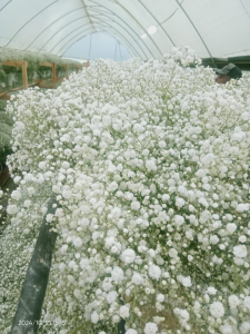 gysophila excellence