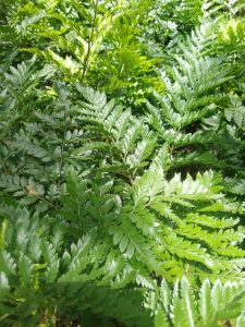 leather fern