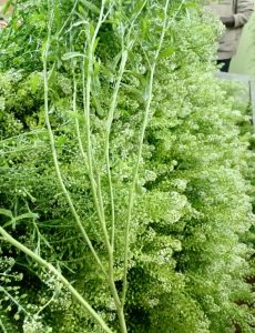 lepidium