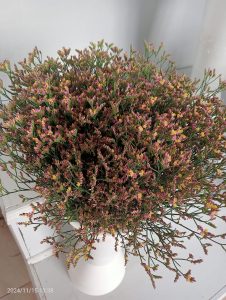 limoniums