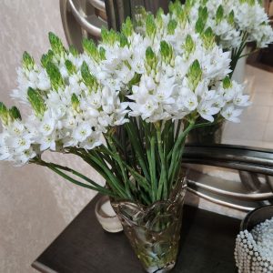 ornithogalum