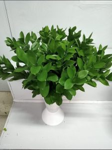 ruscus